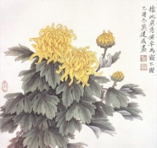 菊花工笔画图片