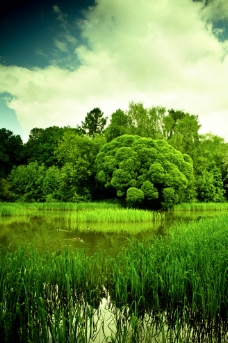 奥林匹克公园湿地图片