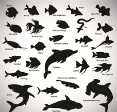 海豚鲨鱼 海鱼图片