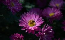 菊花丛中的蜜蜂图片