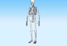 人体模型人体骨骼3D模型