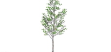 草图大师模型白桦树