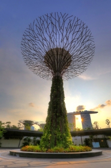 新加坡艺术树图片