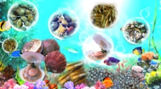 水底世界海底世界海贝水产品海报大型喷会海报