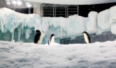 水族馆的企鹅图片