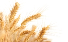 小麦写真素材图片