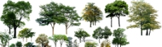 绿化树种图片
