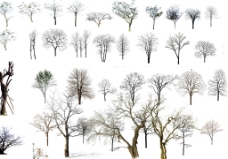 枯树 冬天树图片