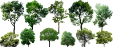 乔木 绿化树种图片