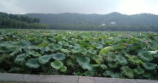 杭州西湖风光荷花图片