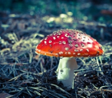 红色野蘑菇图片