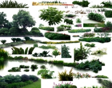 绿篱灌木丛图片
