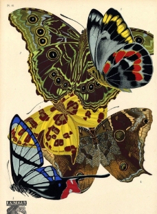 手绘 蝴蝶 素材 图案 图片