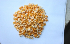 黄色玉米粒图片