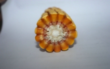 玉米轴图片