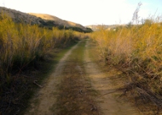 沙柳林中的小道路图片