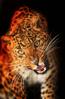 凶猛动物豹子凶猛野生动物图片