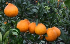 橙子  橘子图片