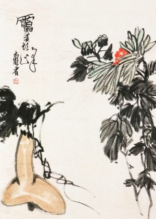 葫芦菊花图片