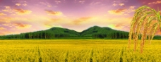大自然稻田图片