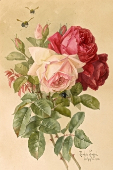 玫瑰图片