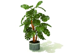 室内植物3d模型