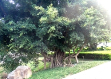 榕树景观图片