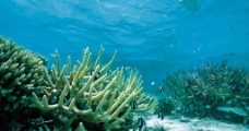 纸类缤纷海底藻类壁纸图片