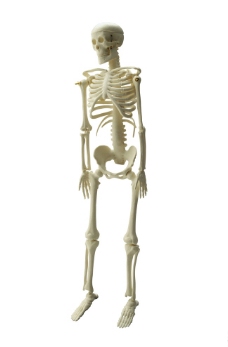 人体模型人体骨架模型图片