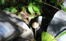 蘑菇 特写图片