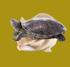 老鼠 仓鼠 乌龟 PSD格图片