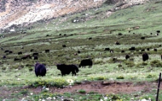 西藏自治区东达山图片