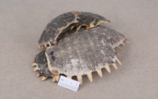 龟背鳖盖中药摄影图图片