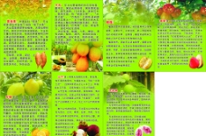 榴莲海报水果类营养价值图片