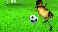 小鸭踢足球