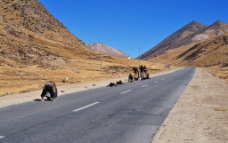 青藏线 朝圣之路图片