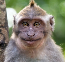 微笑的小猕猴图片