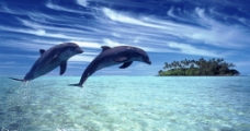 碧海中的海豚图片