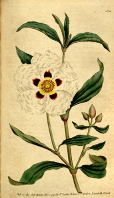 花类图鉴 植物手绘图片