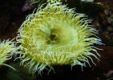 黄海葵图片