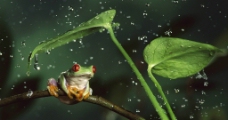 避雨的树蛙图片