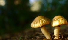 高清小蘑菇图片