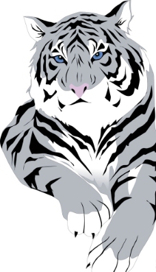 黑白猎户 素描老虎图片