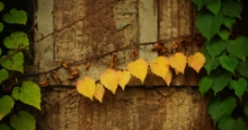 黄树叶图片