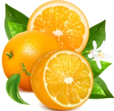 餐饮甜橙设计矢量素材图片