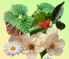 植物蝴蝶psd素材图片