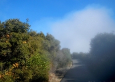 雾景图片
