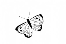 蝴蝶 矢量图图片