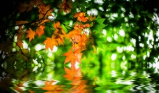 水中树叶图片