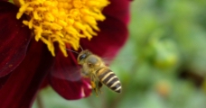 蜂儿与花朵图片